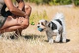 Chuckit! The Whistler Ball Small 5cm Pack of 2 Durable Rubber Dog Toy view 4