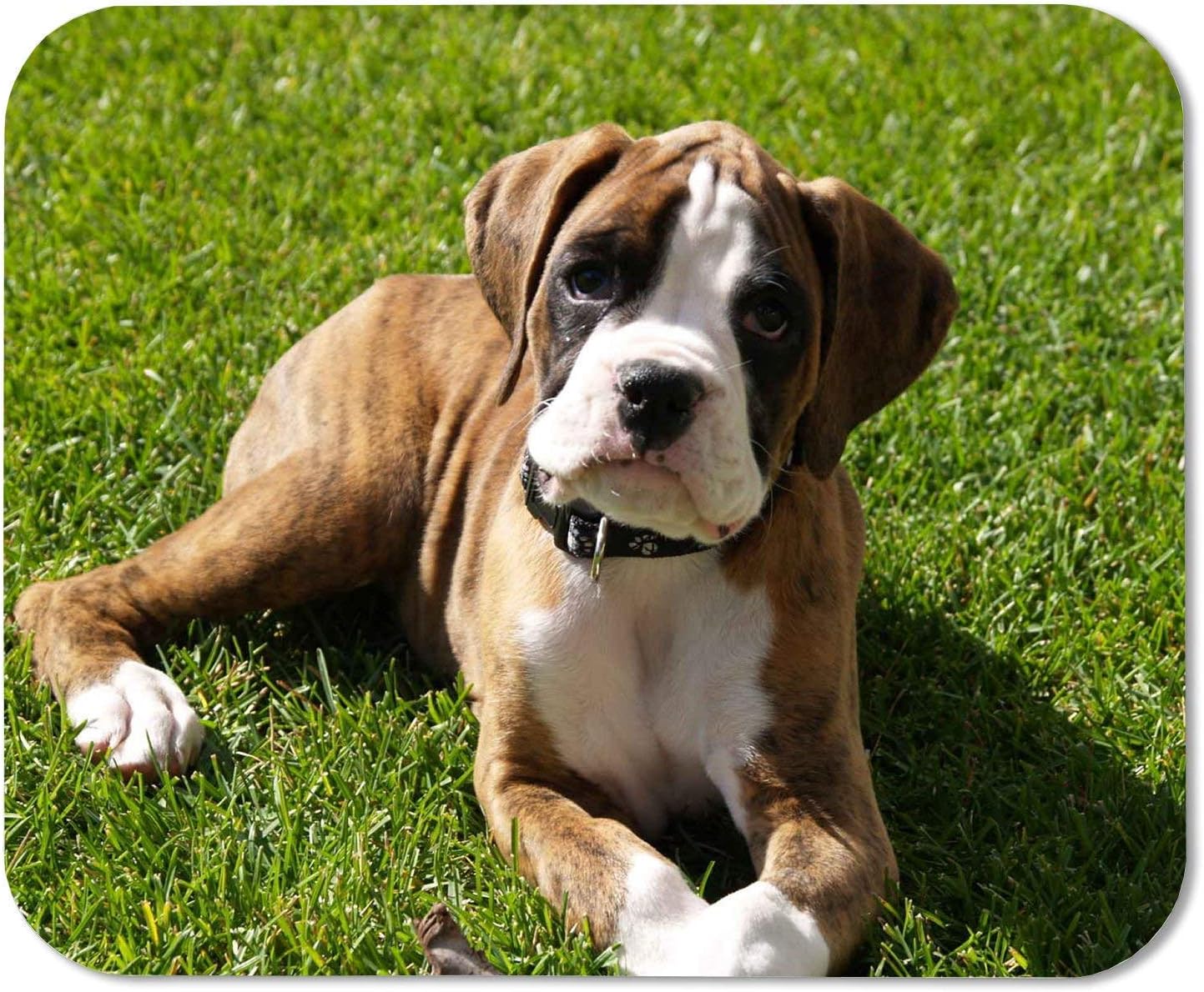 funny boxer dog pictures