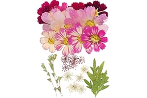 AHTONG Big Dried Flowers for Resin Mold, Pressed Flower Natrual Dry Leaves Plant Herbarium for Scrapbooking Supplies Candle Making (Purple Galsang)