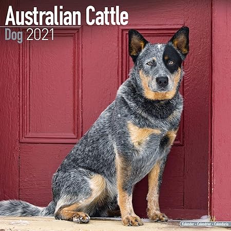 great pyrenees and australian cattle dog mix
