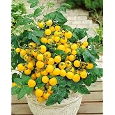100+ Patio Dwarf Yellow Cherry Tomato Seeds Super Sweet Variety Garden Seed