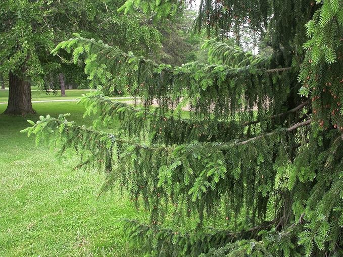 Semillas De A Rboles Picea Abies Fast Evergreen Plentree 30 Semillas El Abeto De Noruega Plantas Semillas Y Bulbos Semillas Westparkcleaners Com