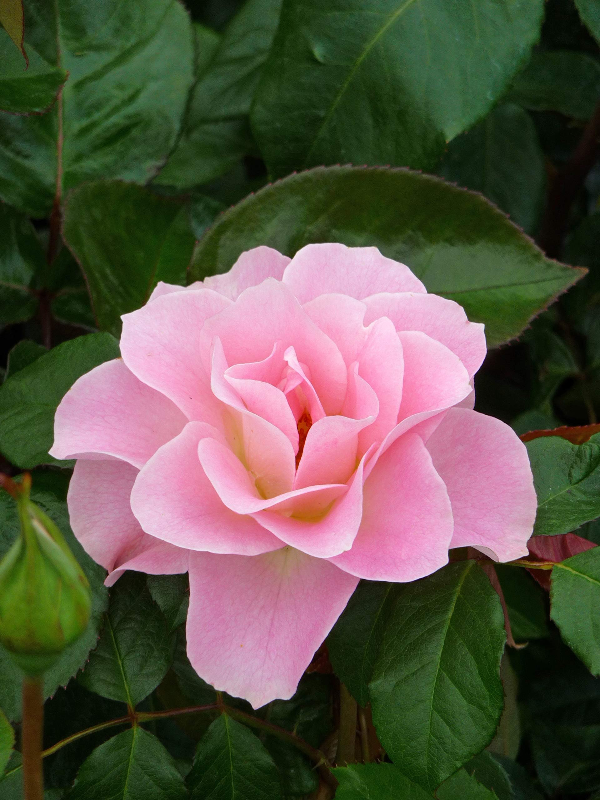 ROSE JENNY'S ROSE -Superb Personalised Plant & Flower Gifts for Birthdays & All Occasions