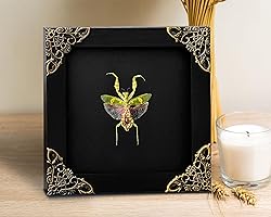 Real Framed Flower Mantis Dead Insect Dried Green