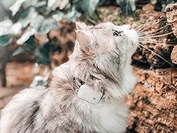 Cat Tracker RF Finder Longest Range up to 1600 ft