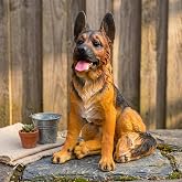 German Shepherd Garden Statue, Realistic Dog Figurine Outdoor Resin Decor | Loyal Dog Lawn Ornament for Yard Garden Patio Front Porch, Dog Lover Gift, Weather Resistant Decoration