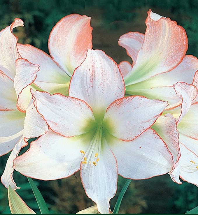 Amaryllis 1 Bulb Amazon.co.uk