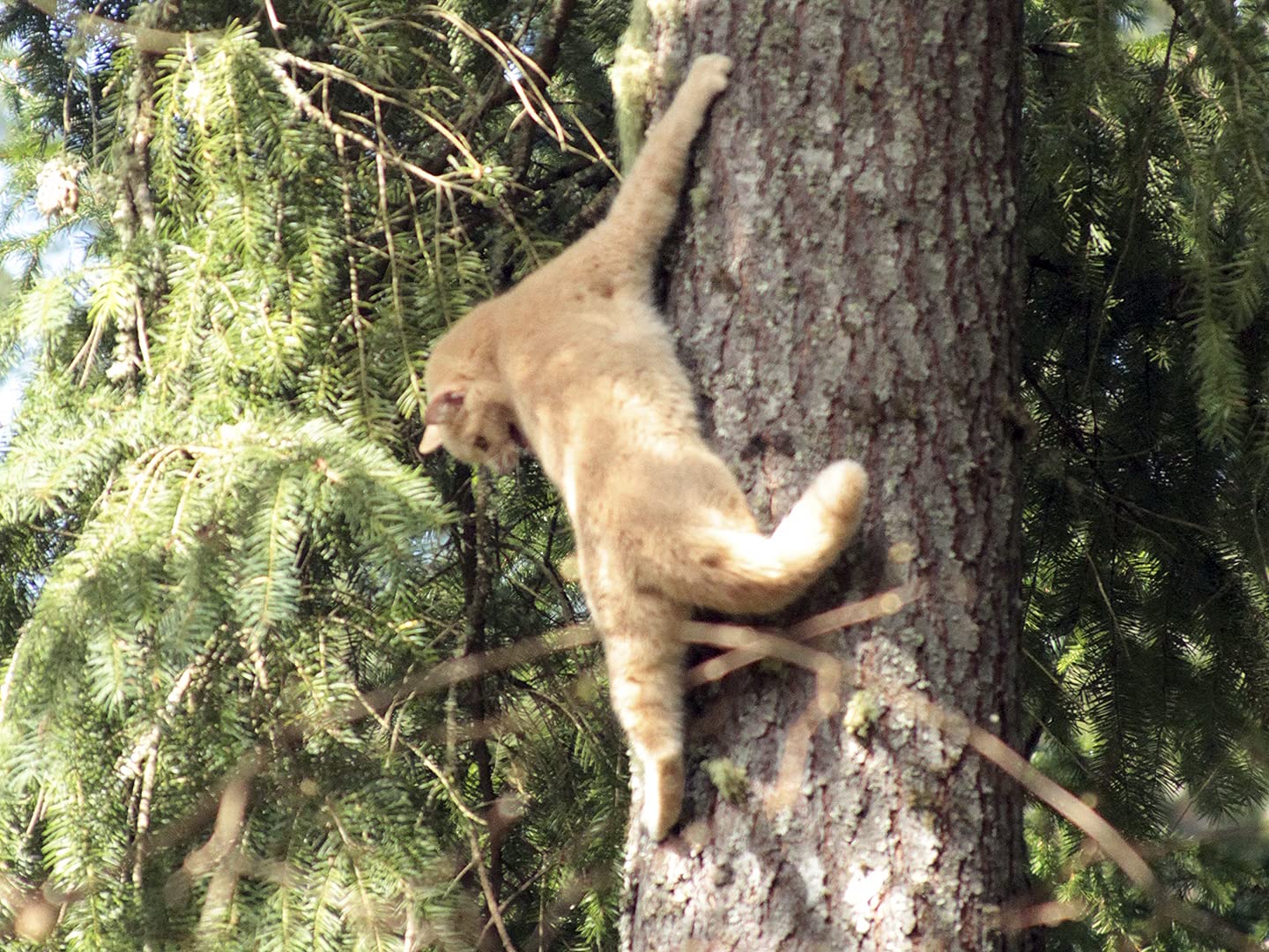 Watch Treetop Cat Rescue Season 1 Prime Video