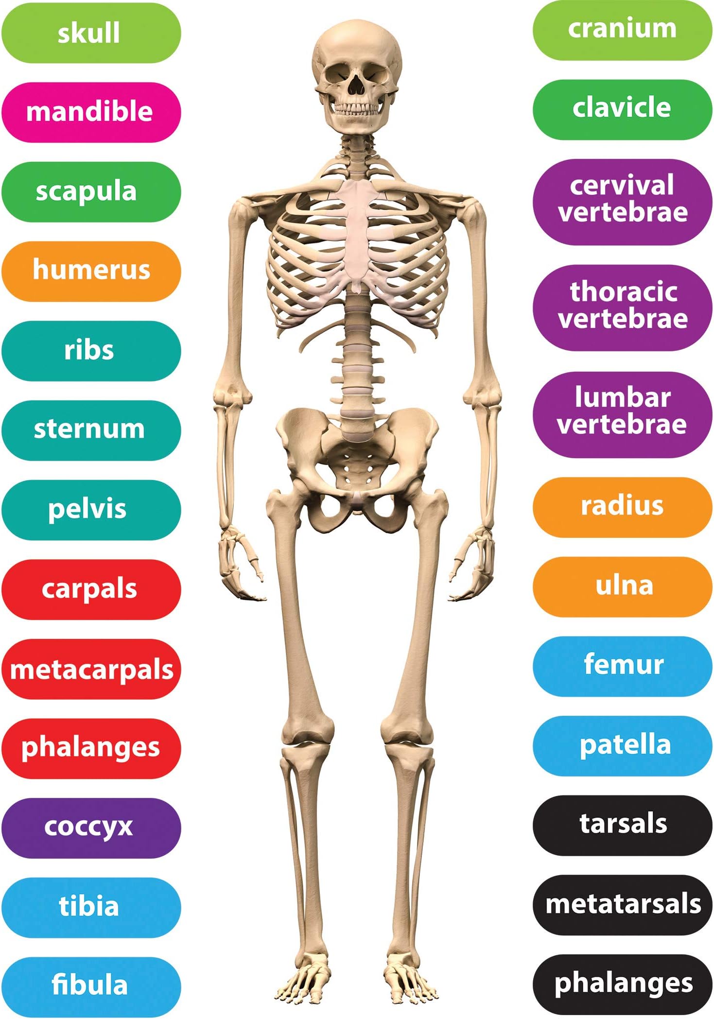 Ashley Productions ASH40021 Foam Manipulatives, Human Skeleton, 32 Pieces