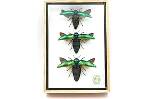 TAXIBUGS Jewel Beetle Mounts Insect Animals Taxidermy in Framed (3 Sternocera Aeguisignata)