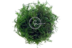 Swimming Creatures Live Aquarium Plants (Java Moss (25sq inch Portion))
