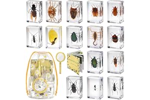 BETENSH 15 Real Insect Resin Specimens Set - Various Butterflies & Beetles for Science Education, Classroom Biology, Bug Observation Kit with Storage Bag, Magnifying Glass & Instructions​