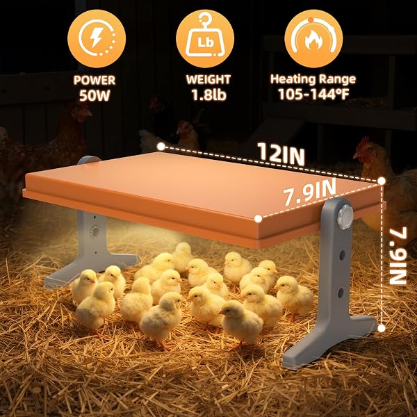 CHICK BROODER HEATER PLATE – 12″ X 8″ ADJUSTABLE HEIGHT & TEMPERATURE POULTRY WARMER FOR UP TO 10 CHICKS, BROODER HEATING PLATE FOR CHICKS AND DUCKLINGS, ORANGE
