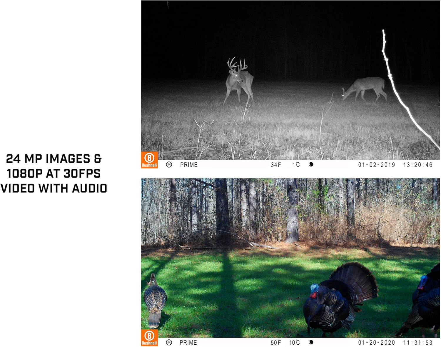 Bushnell Prime Trail Camera 24MP_LowGlow_119932C: Camera & Photo
