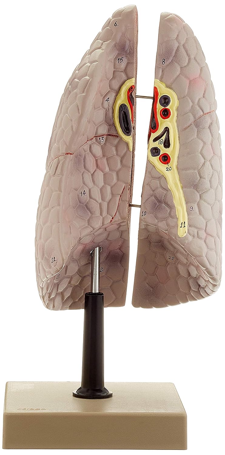 Edu-Lab AM66 Lung Model, Right - Image 3