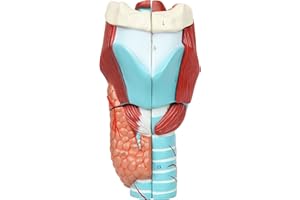 Axis Scientific Anatomy Model of Human Larynx | Model is 9 Inches Tall and 5 Times Life Size | Details Anatomy of Vocal Folds and Dissects Into 5 Parts | Comes with a Study Manual