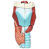 Axis Scientific Anatomy Model of Human Larynx