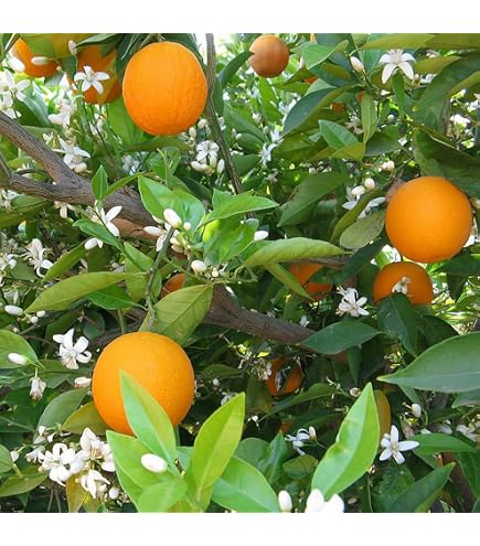 Amazon.com : Orange Seeds for Planting 40 Pcs : Patio, Lawn & Garden