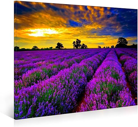 Amazon Co Jp レモンツリーart お花 フラワー ラベンダーキャンバスアートパネル ラベンダーキャンバス絵画 ラベンダーアートパネル ラベンダーアート写真 プロバンスラベンダー花畑アートフレーム フランス風景インテリア絵画 ラベンダー装飾絵画 花壁飾り 装飾アート