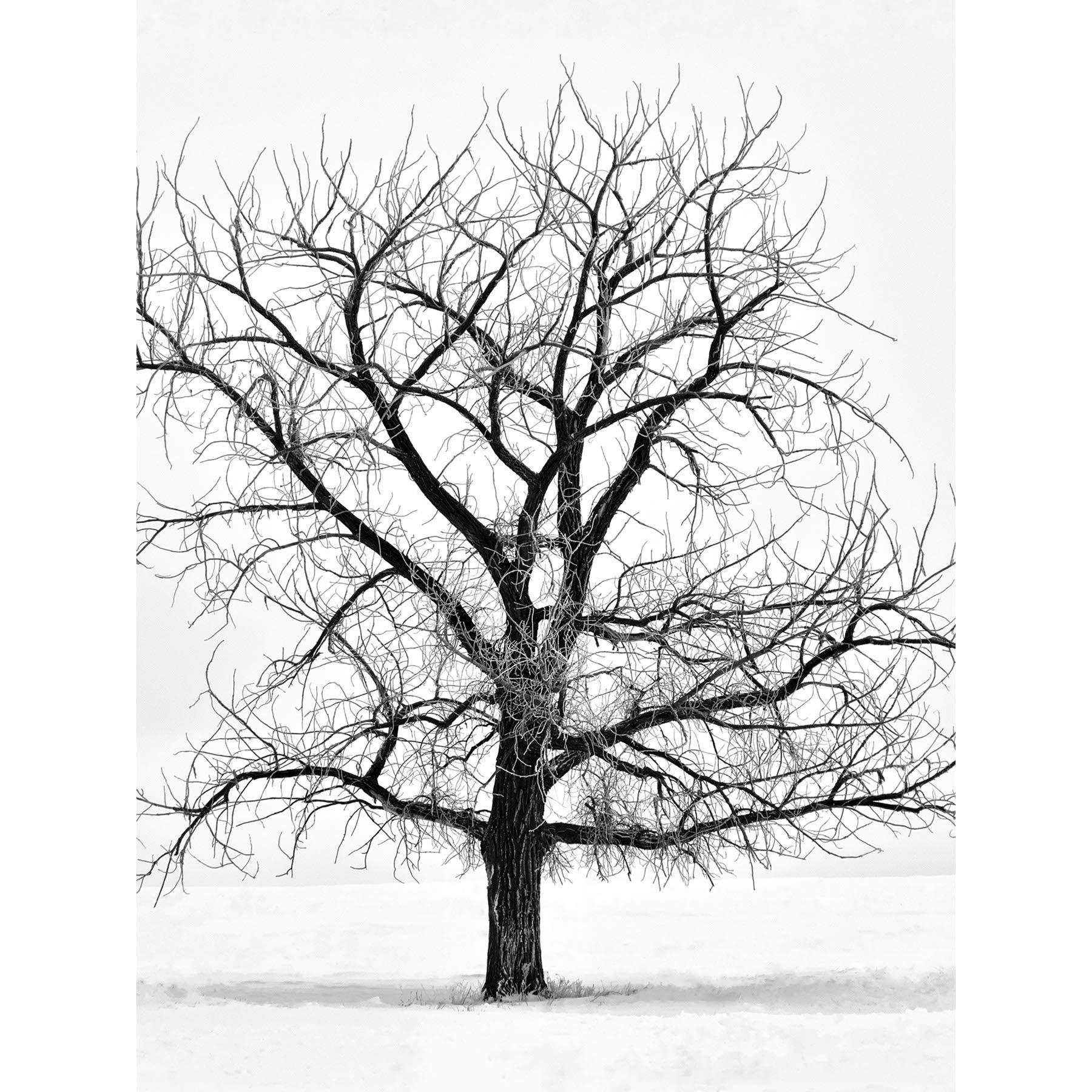 Artery8 Lone Tree Winter Frost Snow Black White Photo Large XL Wall Art Canvas Print