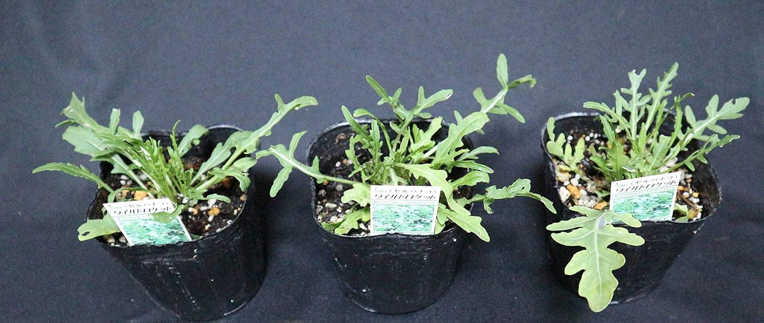 Amazon ルッコラセルバチコ ワイルドルッコラ 多年草ルッコラ 品種で選べるハーブ苗9cmポット 3個セット 通年植付け可能 鉢