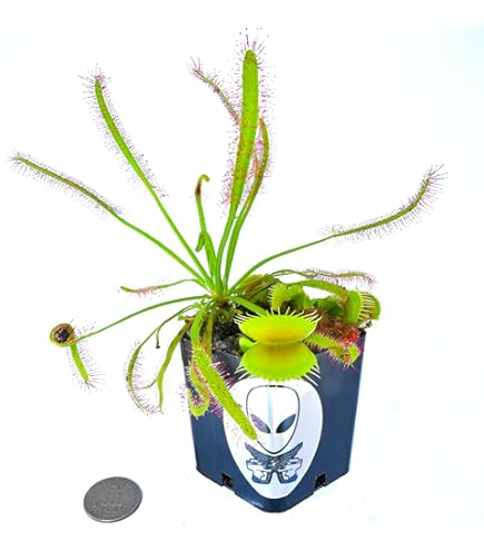 Amazon.com : Mars Venus Flytraps- Saturn - Venus Flytrap Drosera