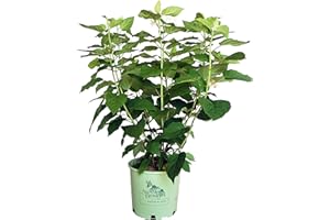 GREEN PROMISE FARMS American Beauties Native Plants - Hydrangea arb. 'Haas' Halo' (Smooth Hydrangea) Shrub, white lacecap flowers, #3 - Size Container