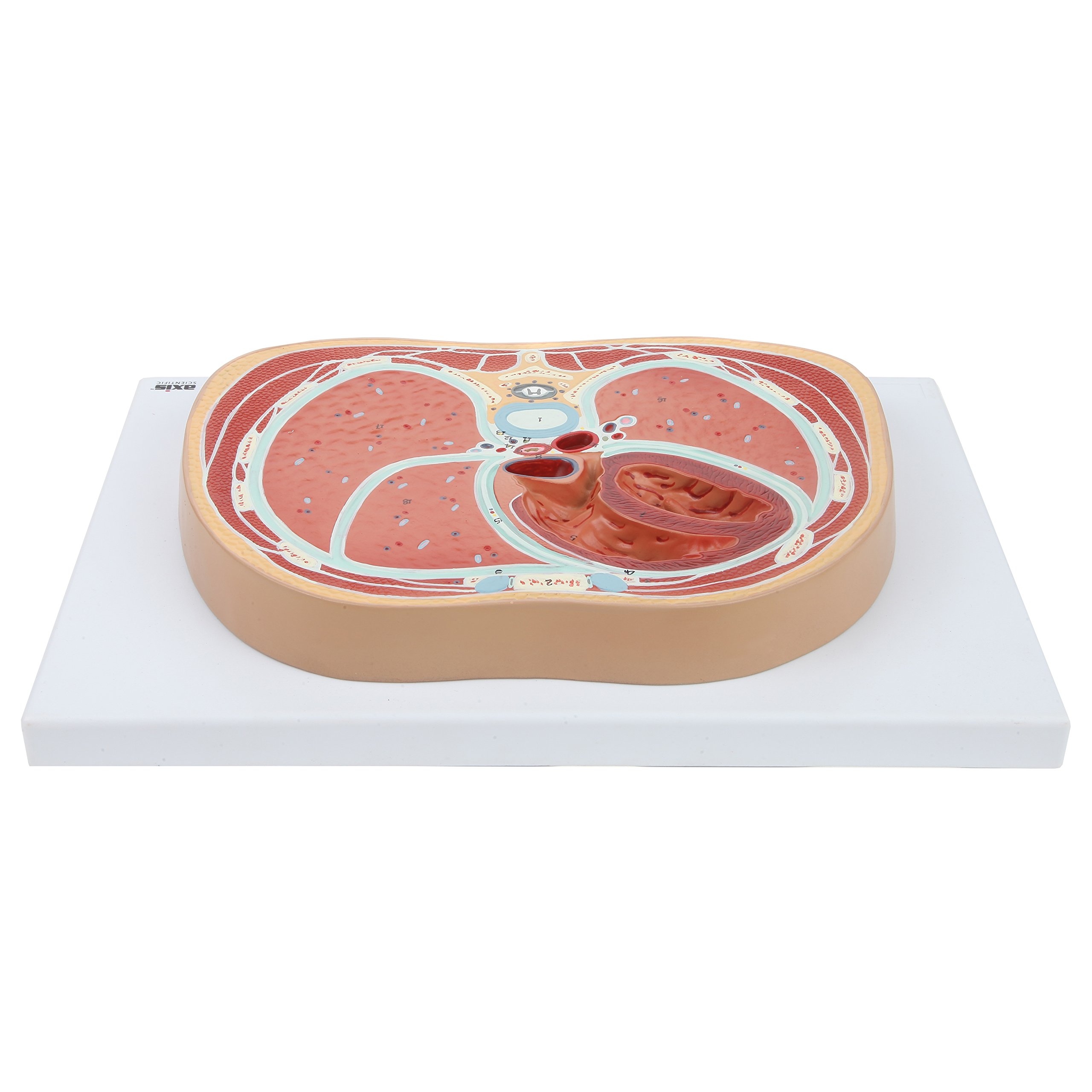 Axis Scientific Anatomy Model of Abdominal Cross Section at T6 | Offers View of Thorax at T6 Vertebrae | Depicts Vital Organs and Systems | Comes on Base | Includes Product Manual