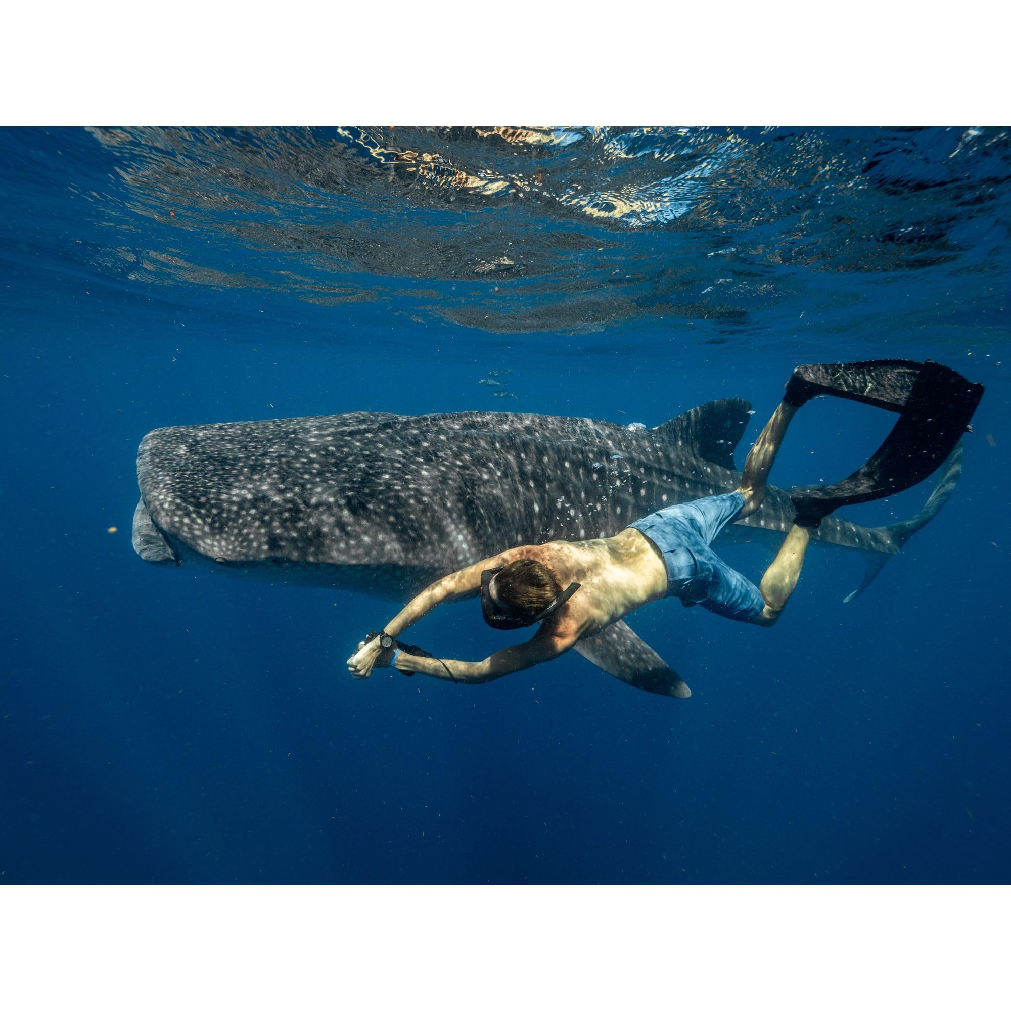 Citizen Men's Promaster Dive Fugu