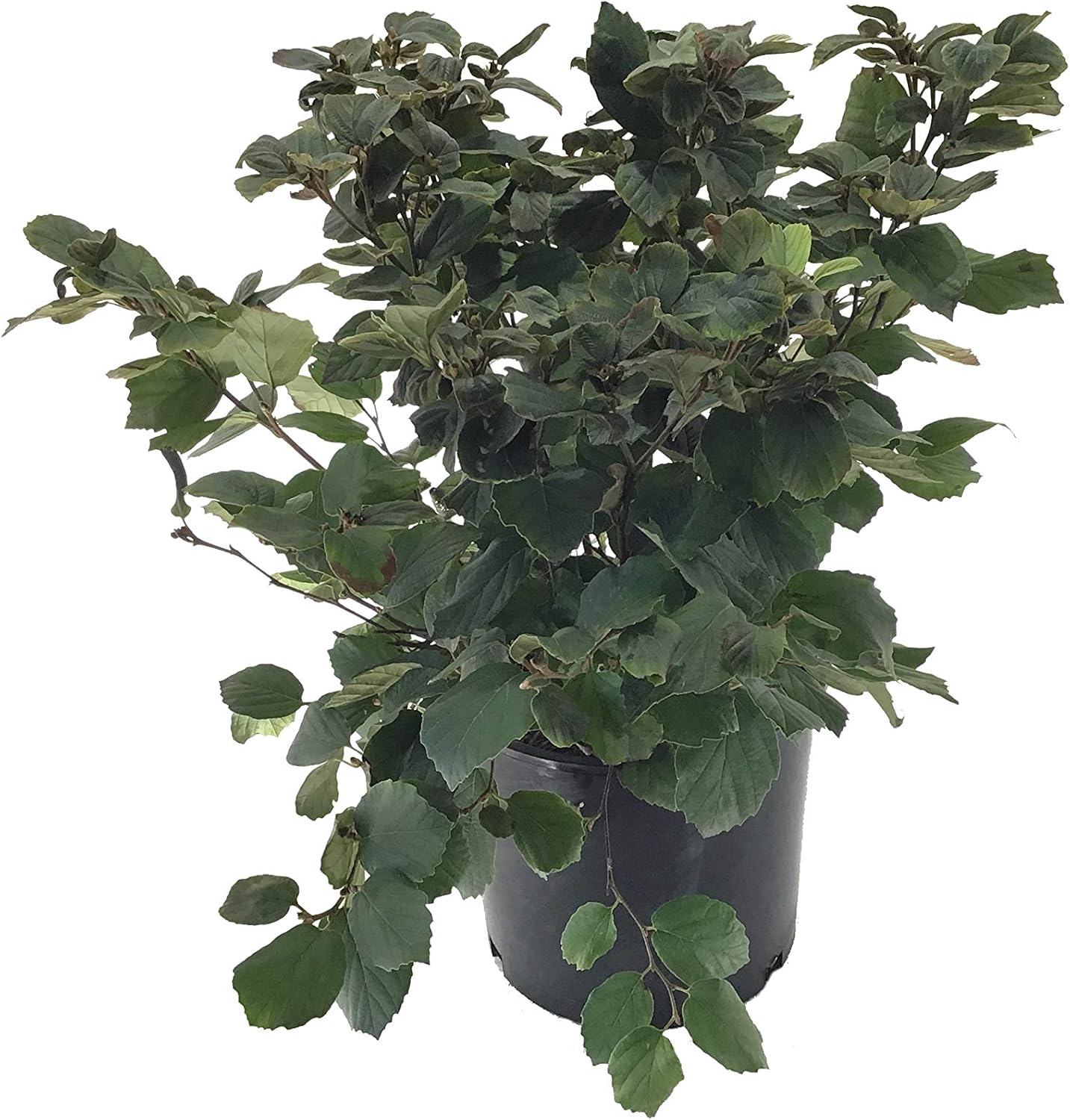Premier Plant Solutions 10913 FOTHERGILLA �MT Premier Plant Solutions 10913 FOTHERGILLA �MT