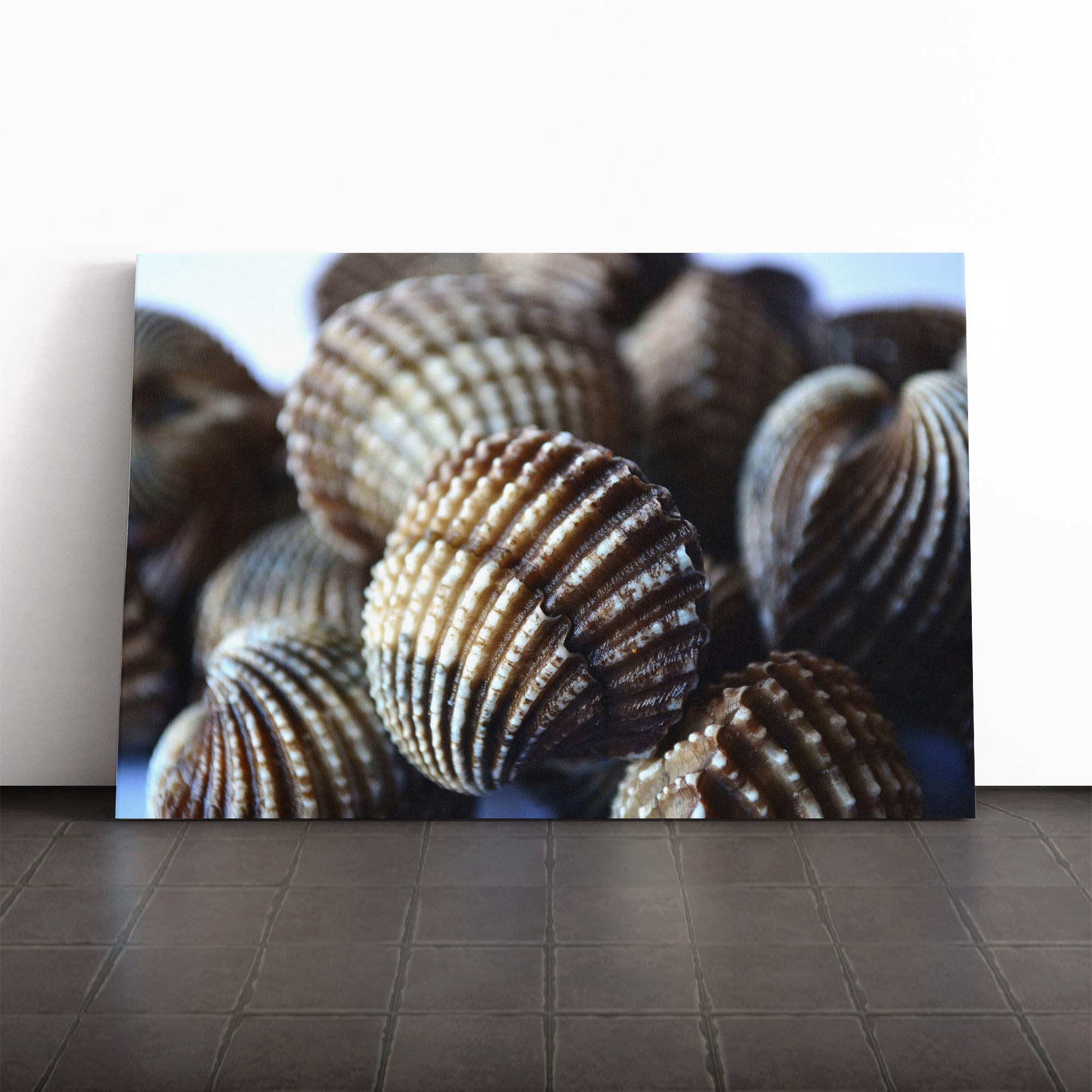 Shells Canvas Print | Gallery Wrapped 30mm Frame Wall Art | 20x14 inches | Ready to Hang | Modern Animals Picture | Living Room Bedroom Lounge Office