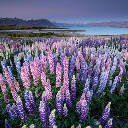 ESHOO 100 Stück Lupine Blumensamen Mehrjährige Wildblumensamen