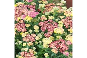 Outsidepride 1000 Seeds Perennial Achillea Ptarmica Yarrow Pastels Garden Flower Seeds for Planting