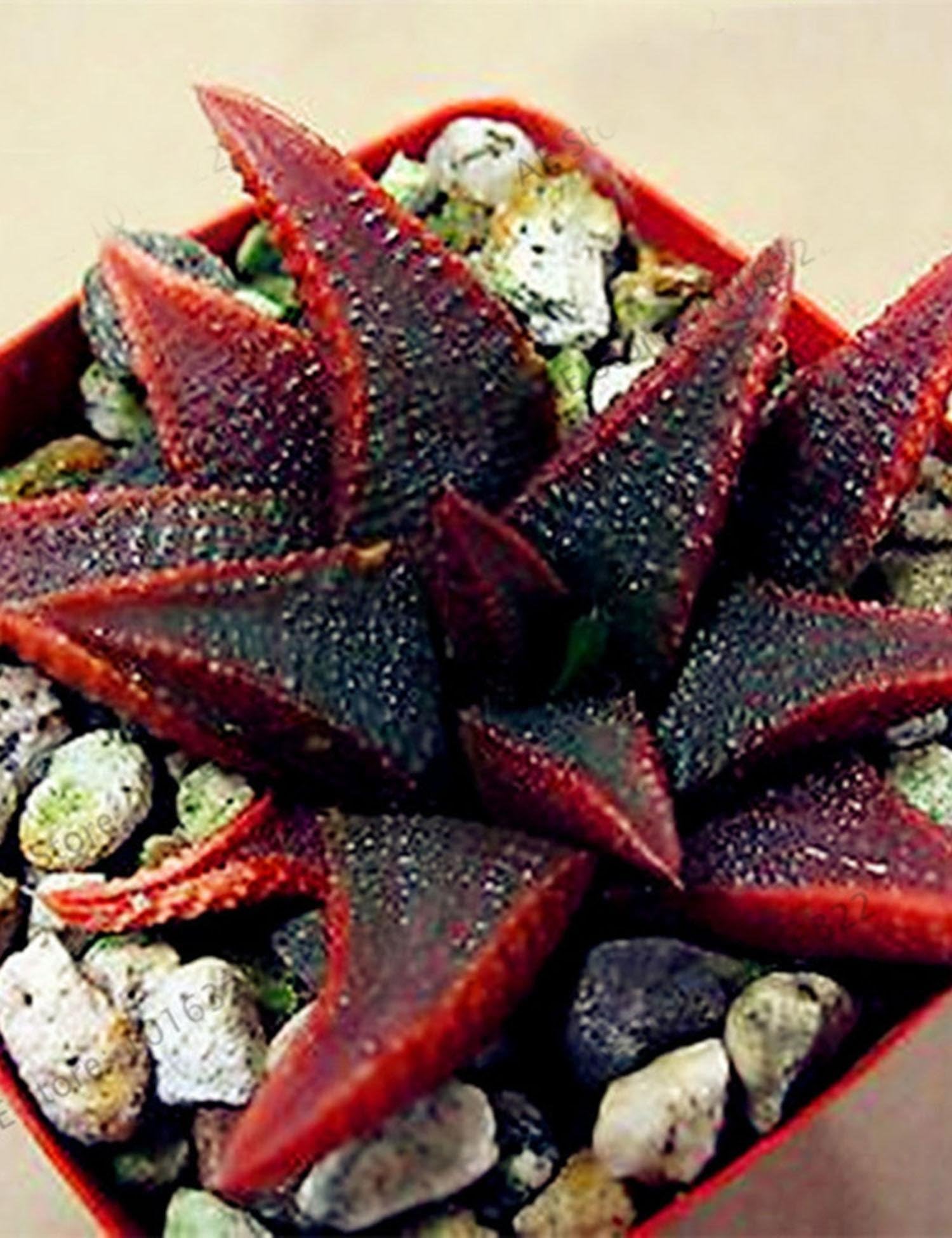 ADOLENB Seeds 50 pcs Muticolor Aloe Vera (Aloe barbadensis) Seeds, First Aid Plant Bonsai Seed, Indoor Plants Succulent for Balcony, Garden, Home