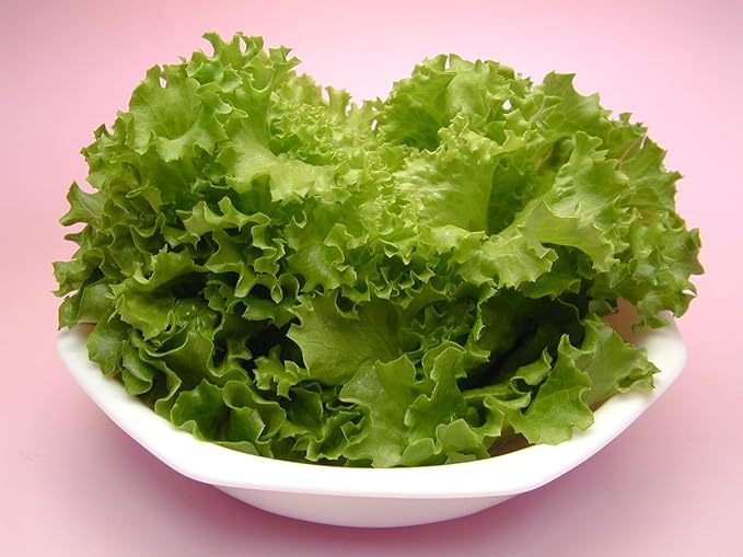 大阪府立大学植物工場 バタビアレタス(約80g)12個（約960g）入り