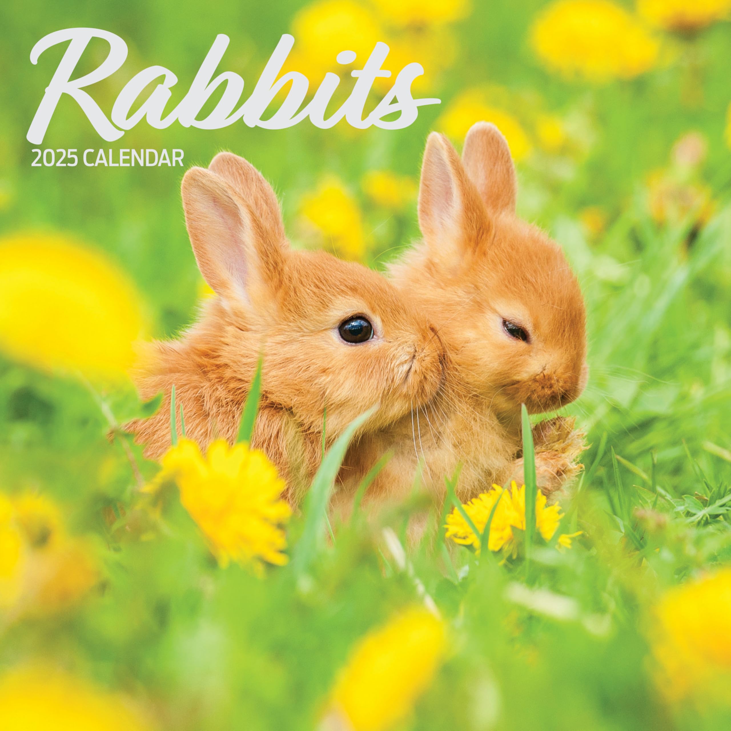 Rabbits 2025 Traditional Calendar