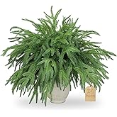 24 PCS Christmas Norfolk Pine Stems, 18" Real Touch Artificial Evergreen Norfolk Pine Branches, Vintage Xmas Decor Faux Cedar Greenery Picks for Vase DIY Crafts Garland Wreath Mantel Home Garden Decor