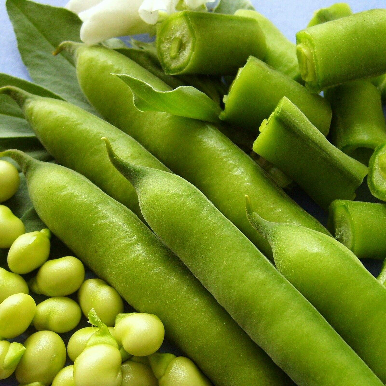 Risala Broad Bean - Stereo - 60 Seeds [.Edible Baby pods & Tender Skinned Young Beans]