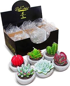 Darksteve Decorative Plant Citronella Candle Collection - 6 pcs | Cactus Candles | Succulent Candles for Home Decor