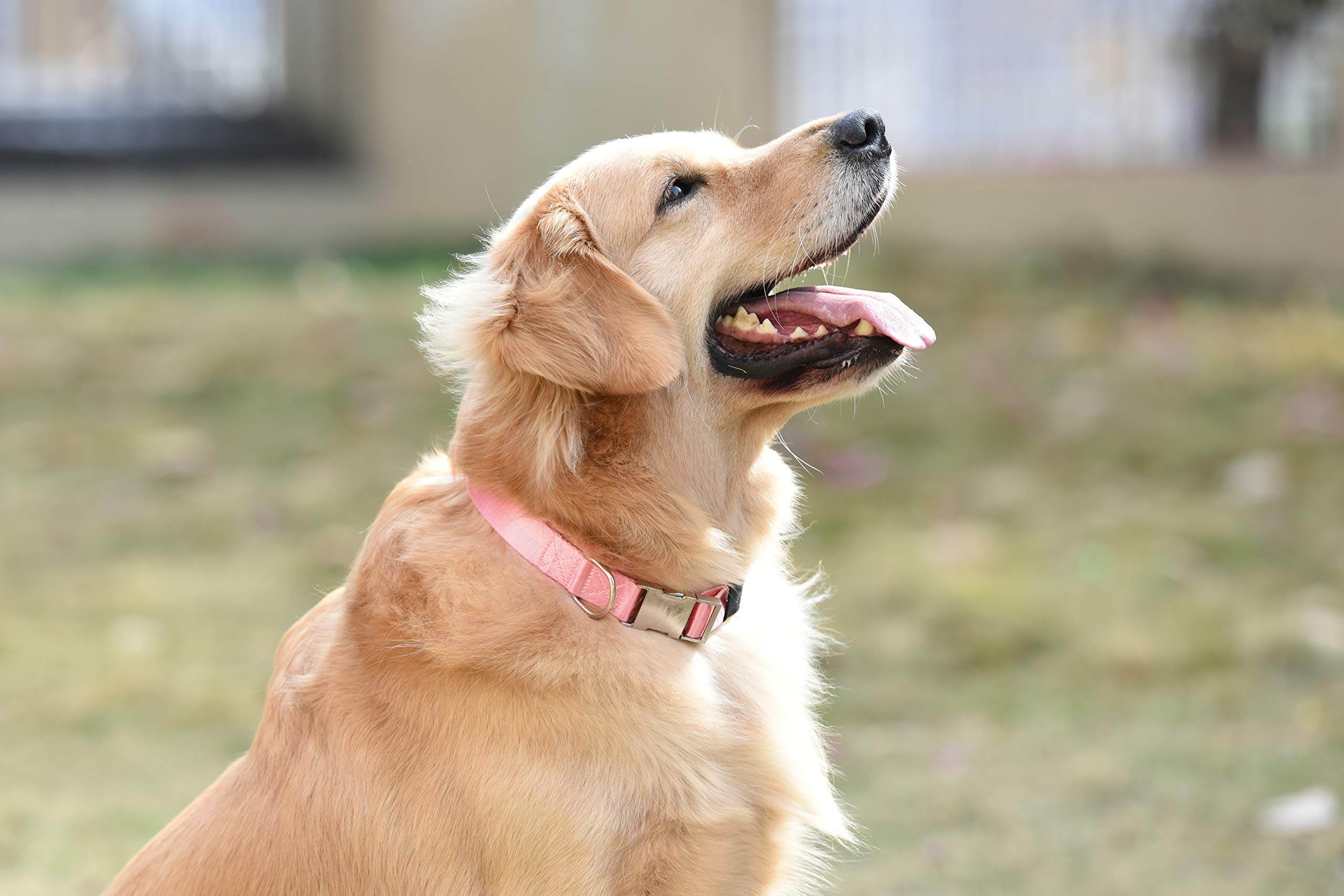 Puppy Face Durable Dog Collar with Metal Buckle,Nylon Collars for Dogs (Small:Neck 11\