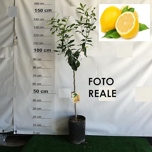 Pianta Di Limone 4 Stagioni Albero Di Limone Lunario In Vaso 18cm Agrumi Di Sicilia H 120cm Amdgarden Amazon It Giardino E Giardinaggio