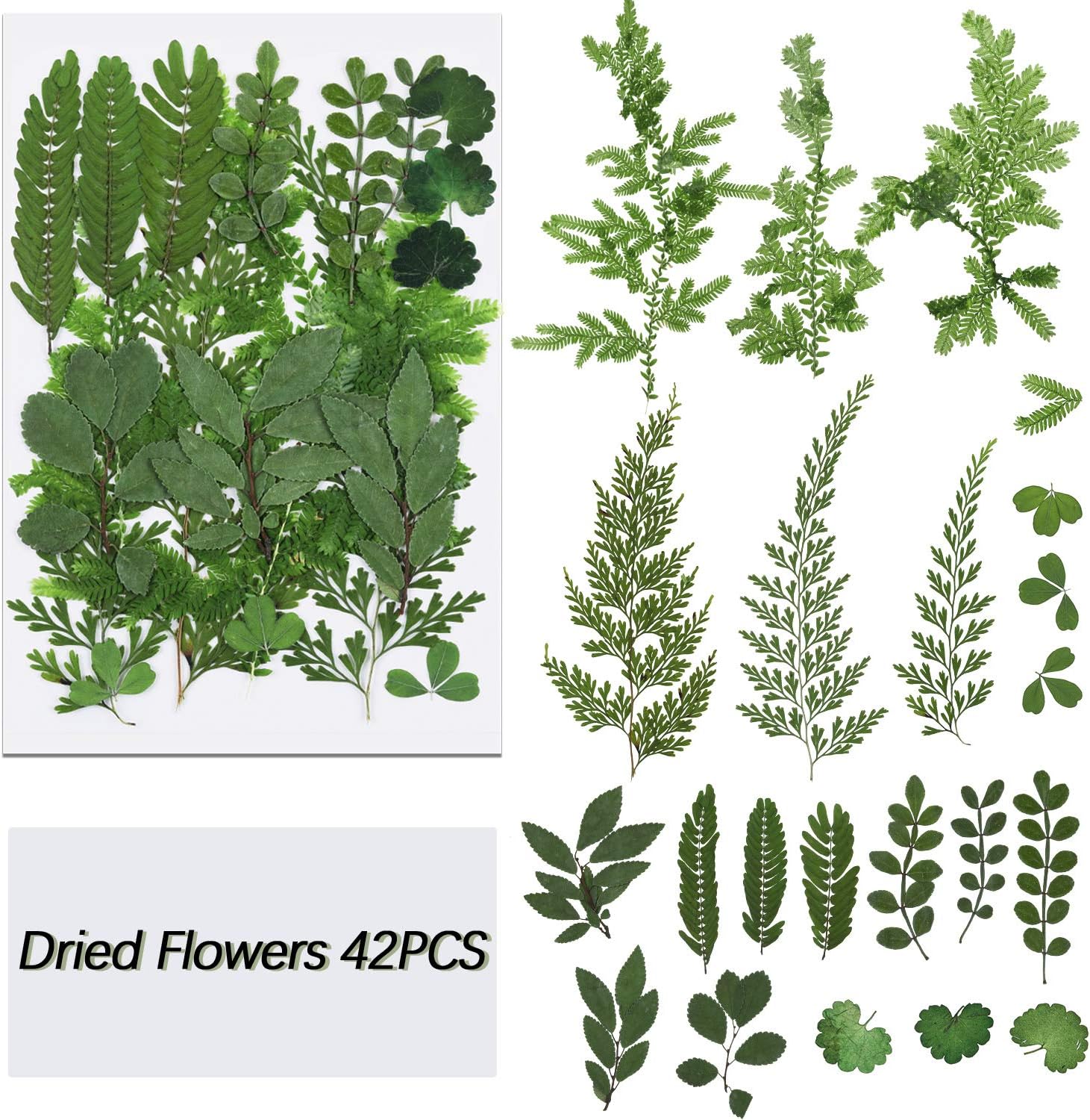 42 Pieces Real Dried Pressed Flowers Assorted Real Dried Pressed Leaves Natural Dry Leaves For Pressed Leaf Art Craft Diy Embellishment Decorations 7 Styles Papermaking Paper Paper Crafts Fcteutonia05 De