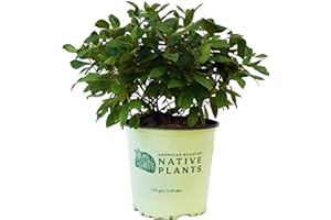 American Beauties Native Plants Ceanothus americanus (New Jersey Tea, White Flowers, #2 - Size Container