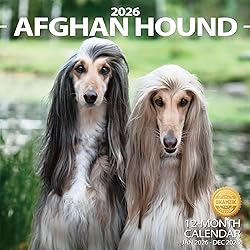 2026 Wall Calendar Afghan hound Planner