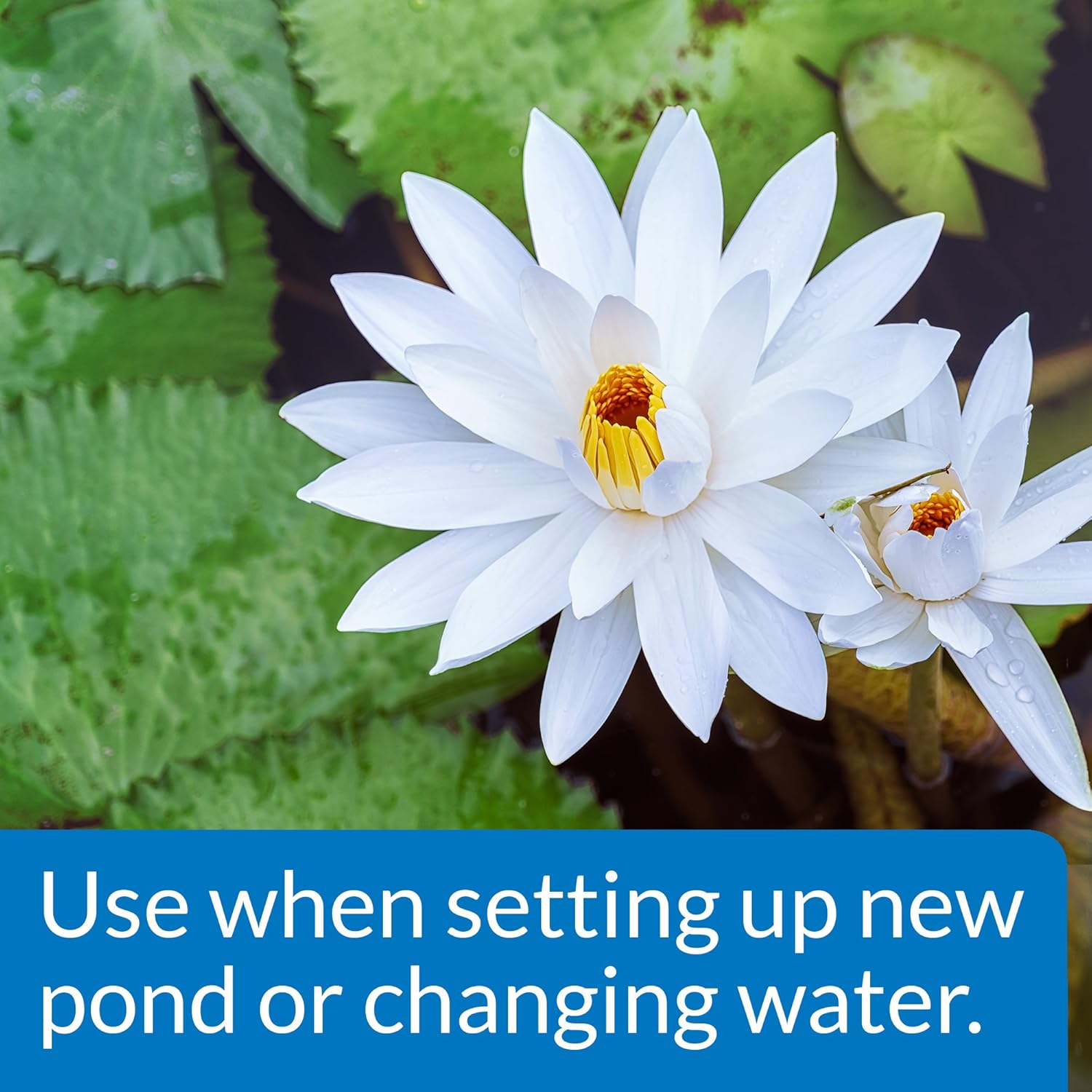 API POND CHLORINE & HEAVY METAL NEUTRALIZER Pond Water Neutralizer 16-Ounce Bottle, White (141B): Furniture & Decor