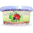 Amazon.com: 1500 Live Ladybugs - Hippodamia Convergens - Guaranteed ...