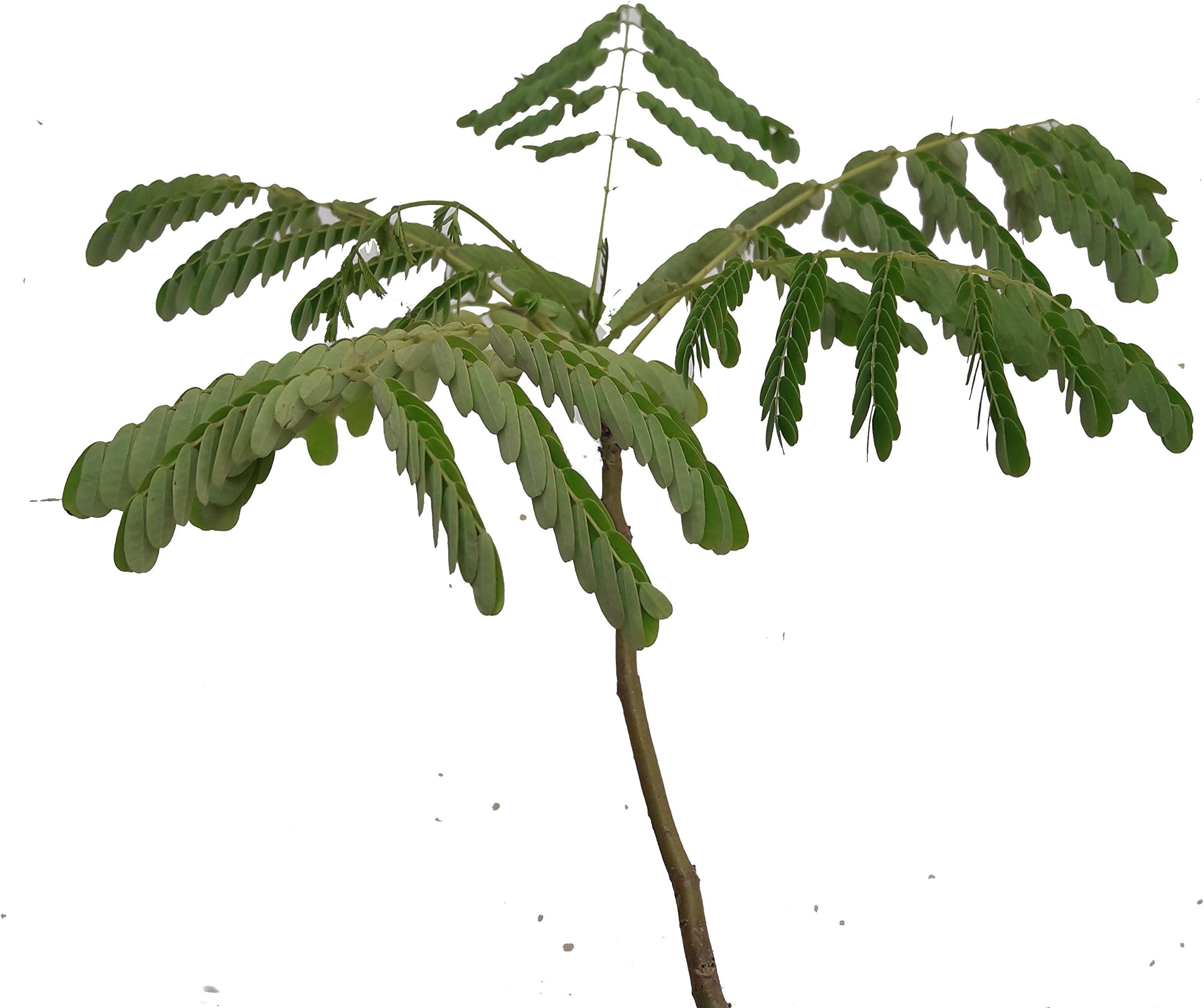 Delonix Regia - Royal Ponciana