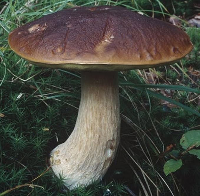 King Bolete Mushroom (Boletus quercicola) Mycelium Spawn Dried Seeds