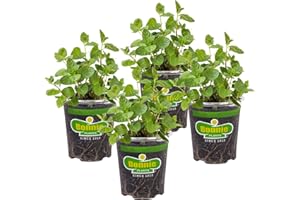 Bonnie Plants Spearmint Live Edible Aromatic Herb Plant - 4 Pack, Pet Friendly, Low Light, Part Shade, Great for Indoors