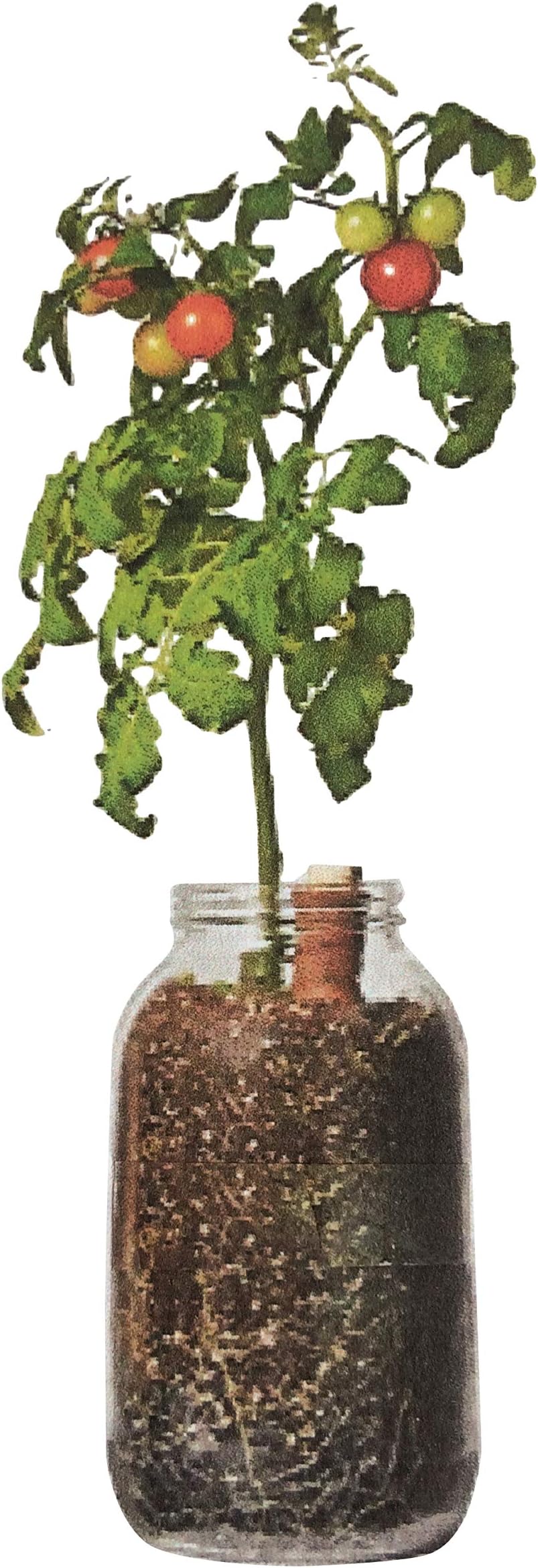 Grow Your Own Self-Watering Organic Cherry Tomato Kit.
